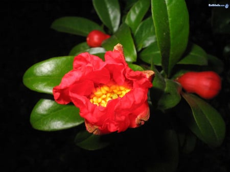 Flower - beautiful, red, flower, nature