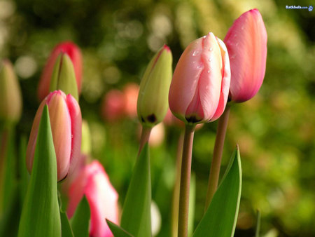 Tulips - tulips, nature, spring, flower, pink