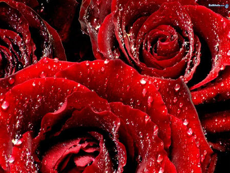 Roses - nature, roses, flower, red