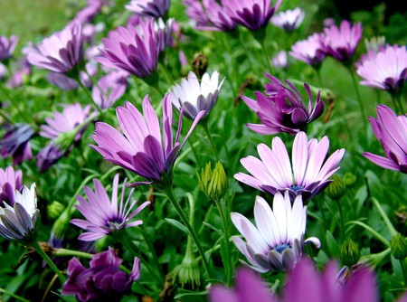 Flowers - flowers, purple, nature, meadow