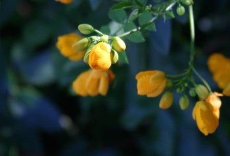 Flowers - flowers, yellow, nature, bud