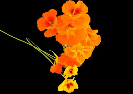 Flower - nature, orange, flowers, yellow