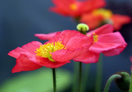 Flower - flowers, nature, summer, red