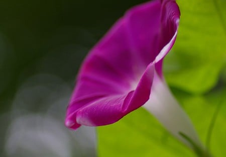 Flower - nature, purple, summer, flowers