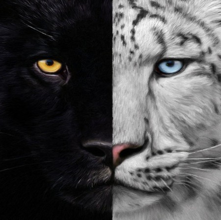 NIGHT & DAY - panther, white, tiger, black, night, day