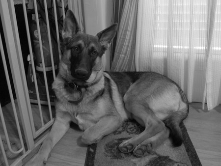 German Shepherd - dog, doggy, shepherd, german shepherd