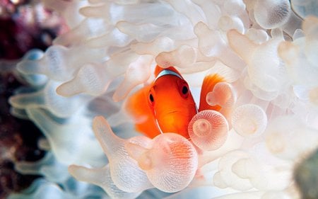 Little fish - sealife, nice, nature, orange, fish, sea, colourful