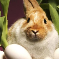 easter bunny