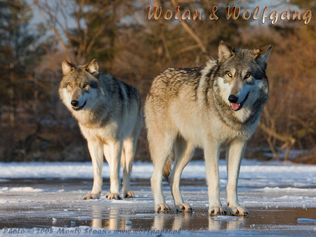 2 Wolves In a Puddle - timber wolves, wolves, puddles, puppies, wolf park, nature, grey wolves