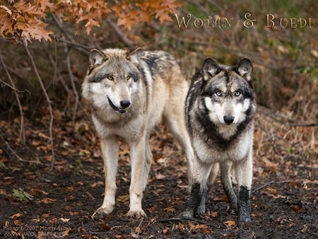 Wolves In a Mud Puddle - wolves, nature, mexican wolf, wolves in love, mud, grey wolf