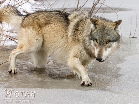 Thin Ice - ice, grey wolves, nature, wolves