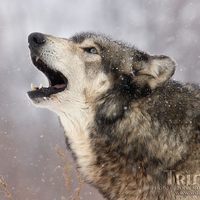 Grey Wolf Howls in the Snow