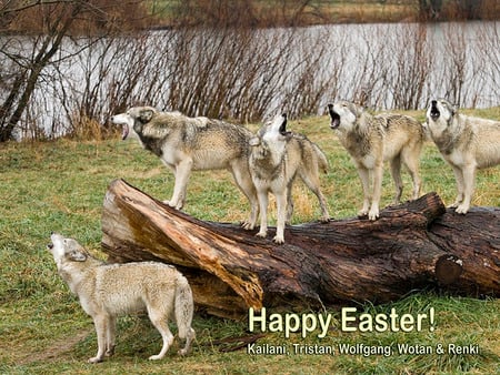 Easter Wolves - eggs, easter, grey wolf, howling, wolves