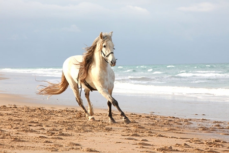 Holidays - spanish, grey, horses, beach, sea, sun, andalusian