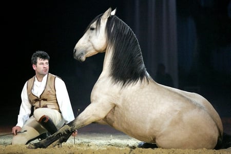 Appassionata - horses, spanish, spectacle, andalusian, bay, light bay