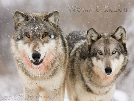 Wolves In Snow