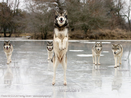 Standing Tall - grey wolves, funny wolves, wolves standing, animals, wolves