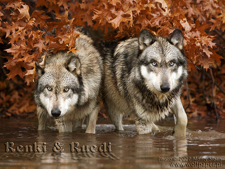 Wolves in a Pond - grey wolves, nature, pond, wolves