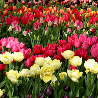 tulips