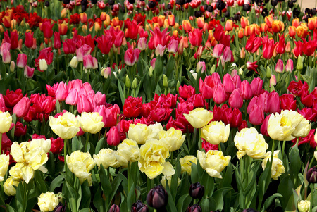 tulips - flowers, garden, tulips, park