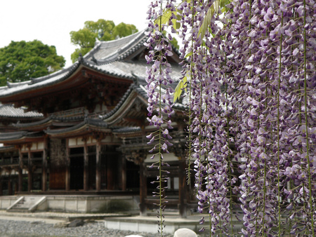 The Wisteria - garden, house, chinese, wisteria