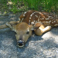 Cute Baby Deer