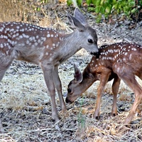 Deer Smelling Eachother