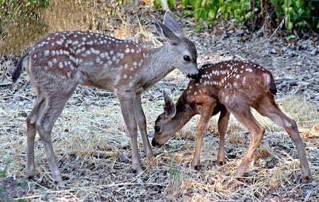 Deer Smelling Eachother - white deer, deer smelling, animals, paint deer, black deer, baby deer, deer, bucks, brown deer, nature