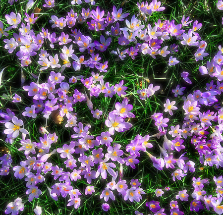 crocuses - flowers, field, purple, crocuses