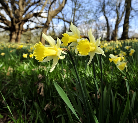 Spring in garden - spring, daffodils, home, garden