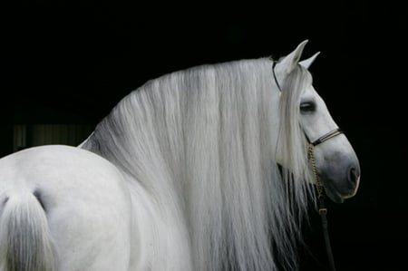 Spanish Beauty - spanish, grey, white, horses, andalusian