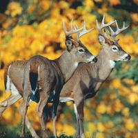 White Tail Deer