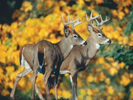 White Tail Deer - flowers, nature, deer, bucks, forest, animals