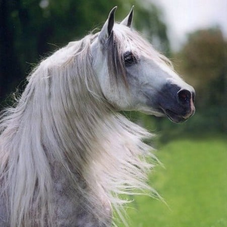 Grey Spaniard Portrait - horses, andalusian, spanish, grey