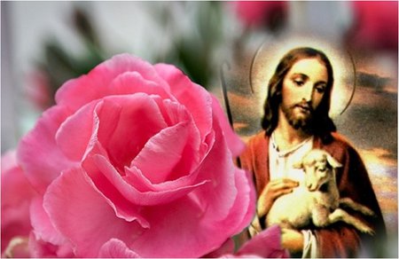 God good shepherd - god, religion, rose, christianity, christ, jesus, pink, shepherd, flower, lam