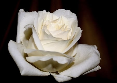 rose - white, still life, rose, single