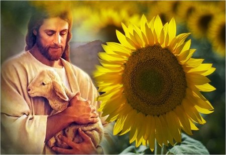 Jesus tending his beloved sheep - christ, jesus, sunflower, shepherd, christianity, god, flower