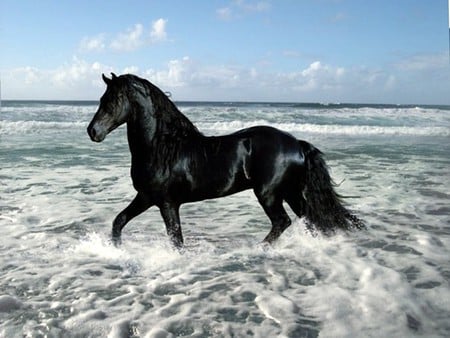 Beauty On The Shore - black, spanish, shore, horses, beach, sea, andalusian