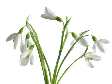 Snowdrops... - white, delicate, beautiful, snowdrops, spring, ghiocei