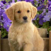 Cute Labrador Puppy