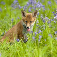 Baby Fox