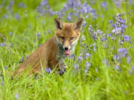 Baby Fox - fields, foxes, baby fox, flower