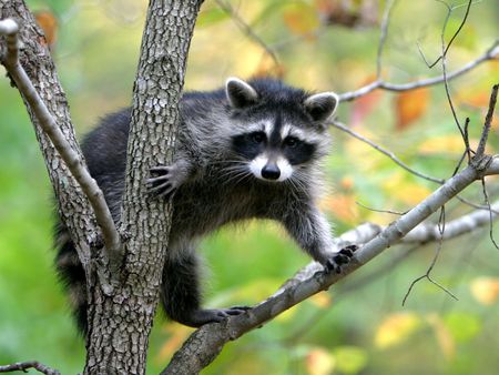 Baby Raccon - nature, baby animals, mammals, raccons, baby raccon, tree