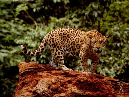 The Great Leopard - logs, leopards, leo, nature, rainforest