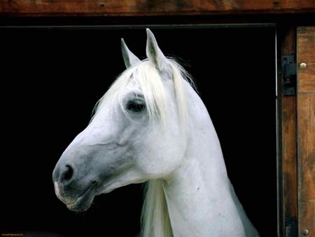 Lipizzaner in a Stable - nature, white horses, animals, lipizzaner, stable, ponies