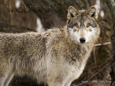 King of the Forest - nature, wolves, forest, animals, big wolves, grey wolves, wolves alert