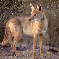 Coyote in a Forest