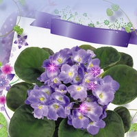 Spring Violets