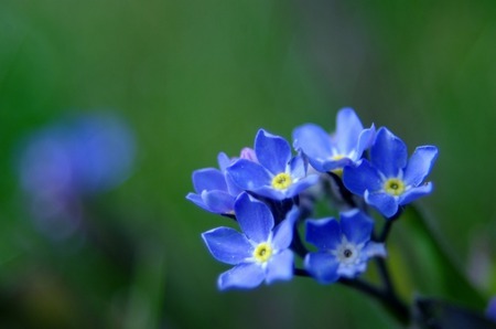 Blue And Lovely - flowers, blue flowers, green stems, green background