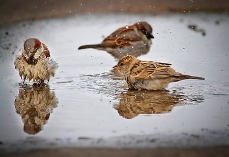 Splish Splash - birds, water, splashing, sparrows, bathing